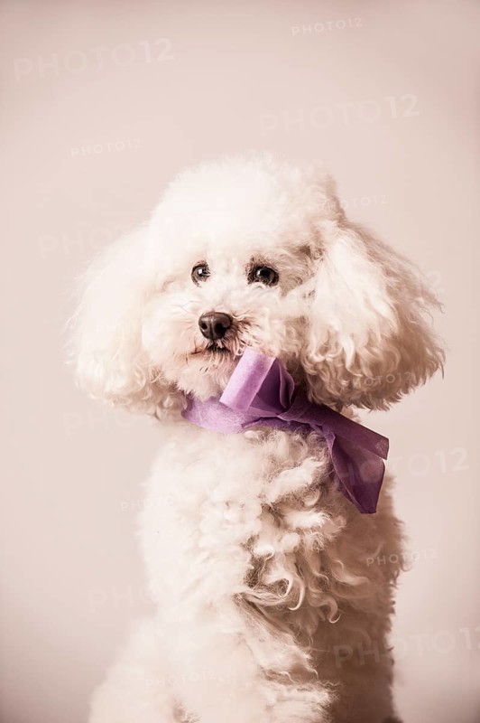 Toy poodle with bow around the neck