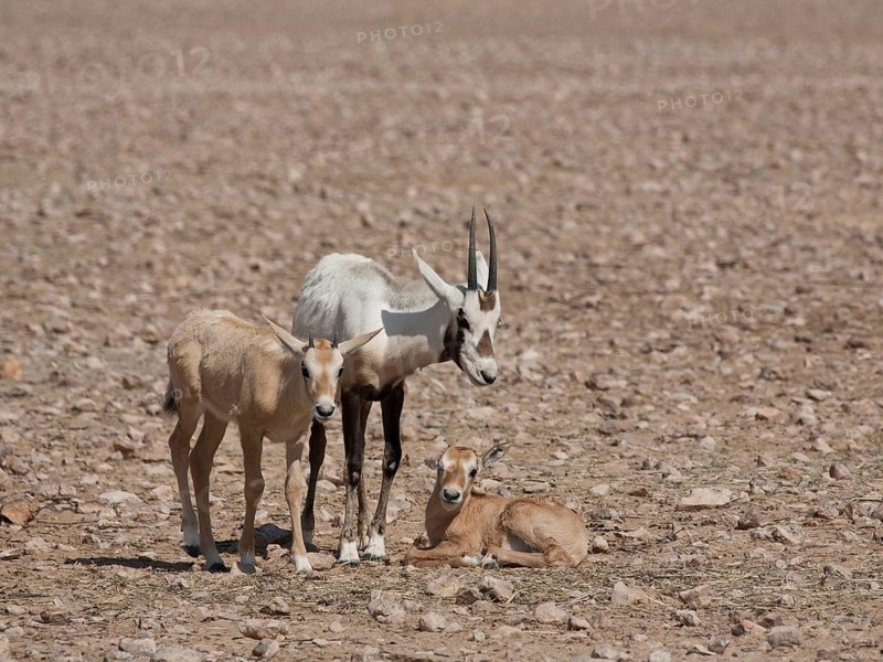 Arabian Oryx (Oryx leucoryx) with calves