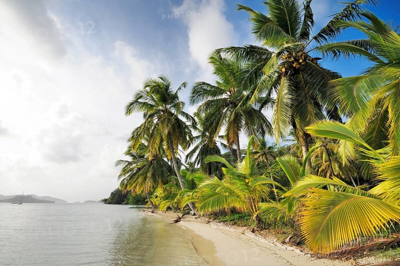 Beach with palm trees