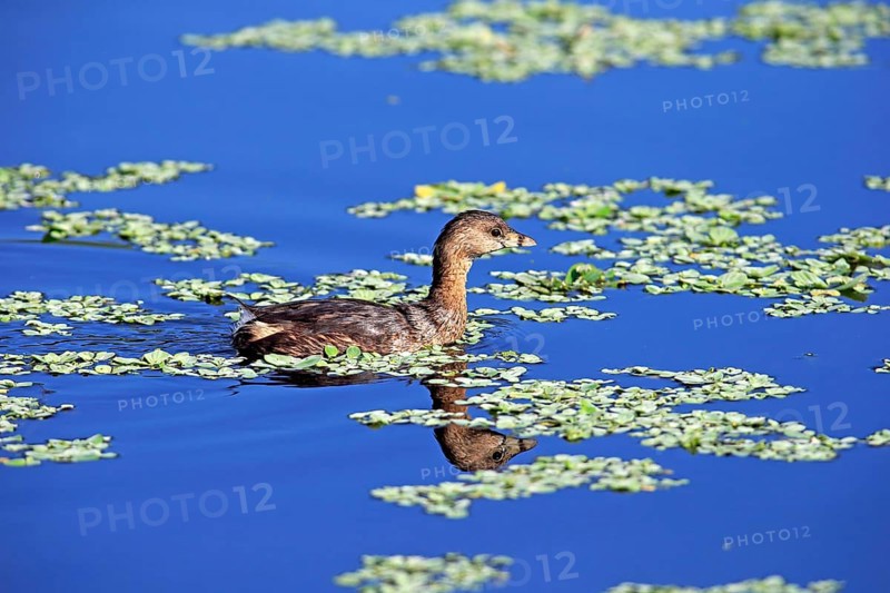 Grebe