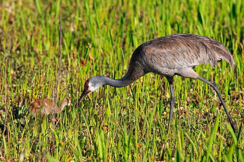 Sandhill Crane (Grus canadensis) with young