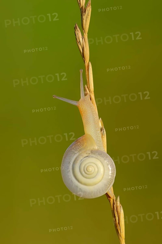Helicid Snail or Carthusian Snail (Monacha cartusiana)