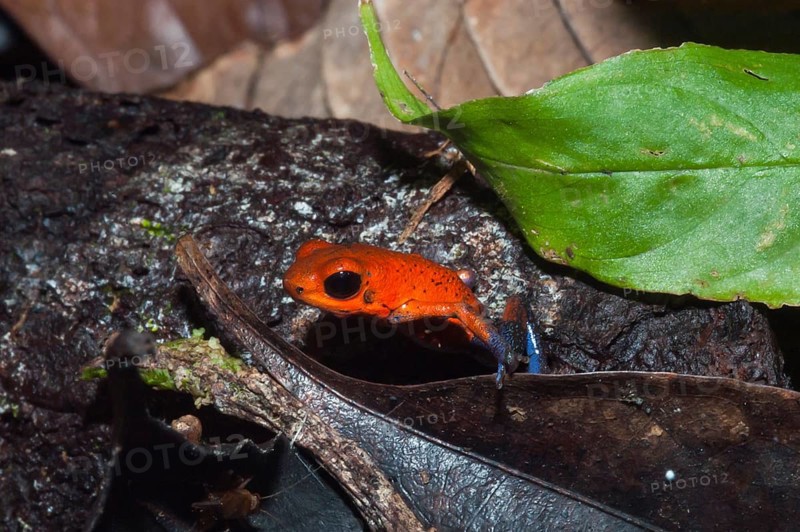 Strawberry Poison-dart Frog (Oophaga pumilio)