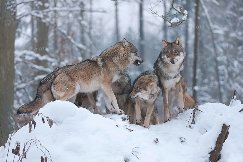 Grey Wolves (Canis lupus)