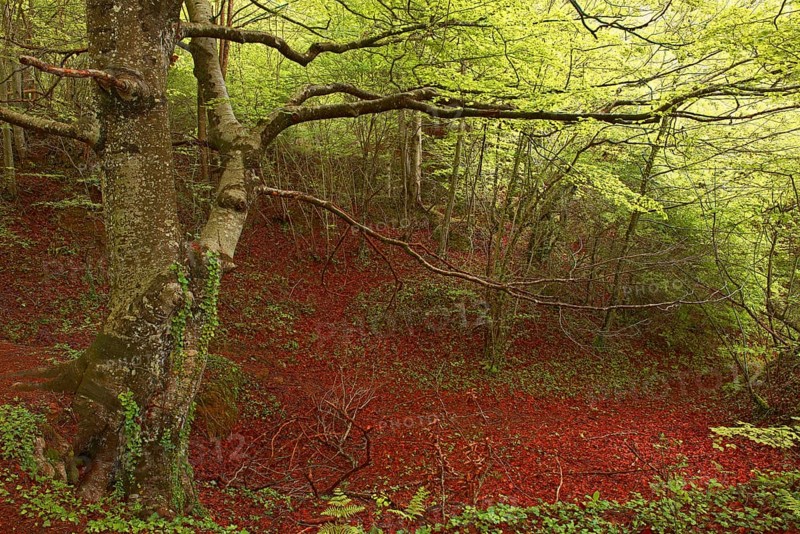 Beech trees