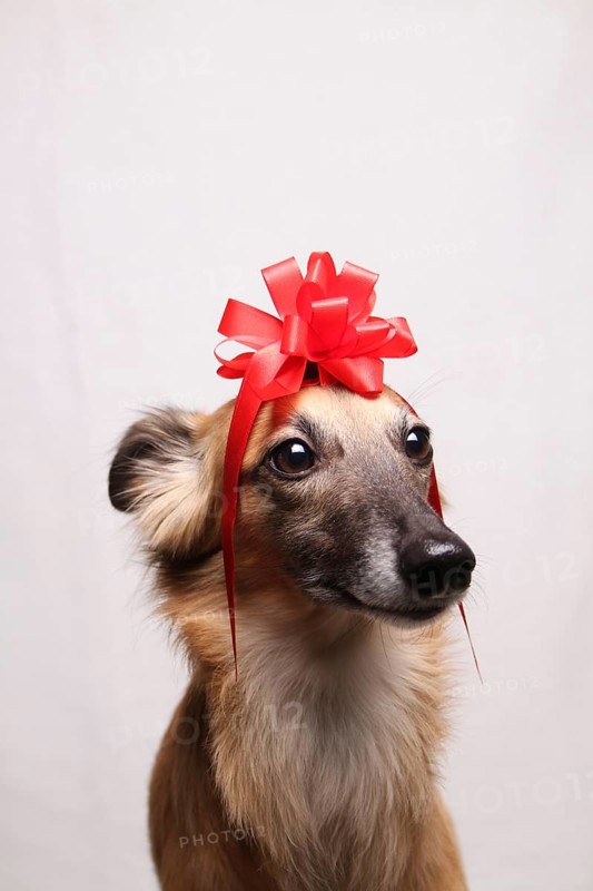 Longhaired Whippet or Silken Windsprite