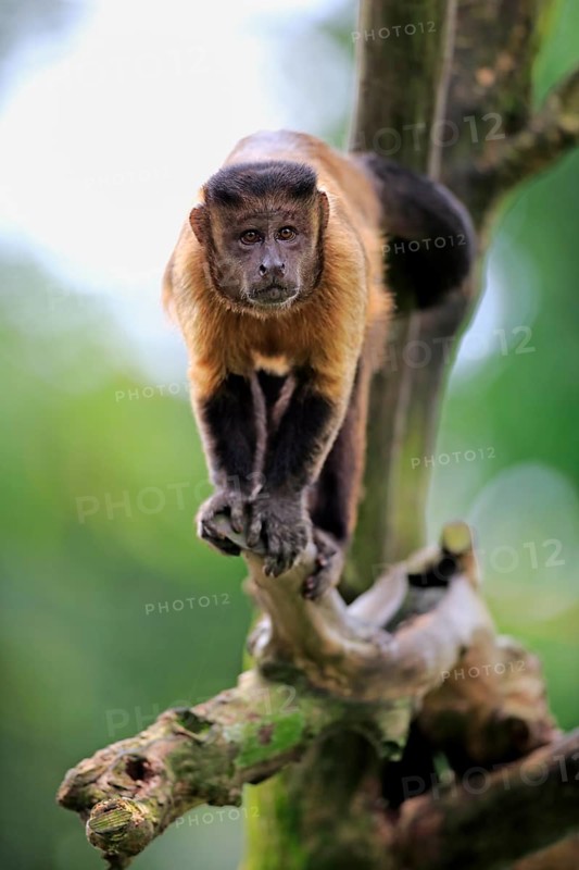 Brown Capuchin or Tufted Capuchin (Cebus apella)