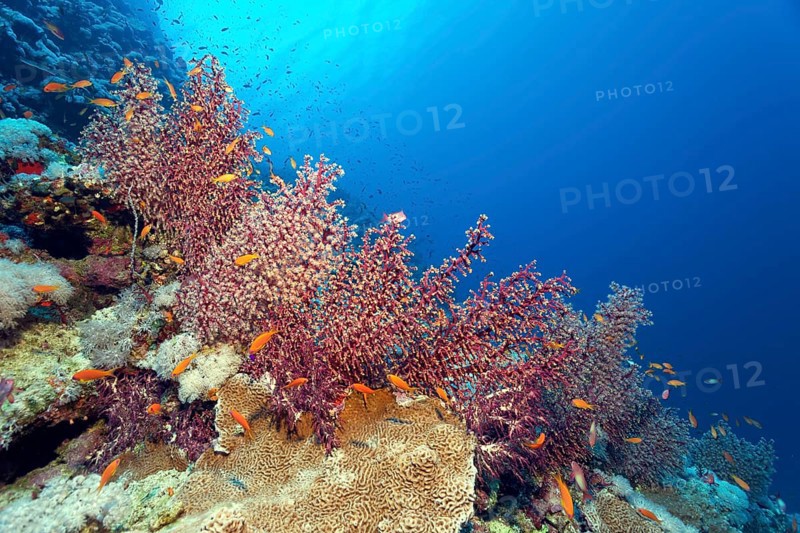 Cherry blossom coral (Siphonogorgia godeffroyi) with open and closed polyps