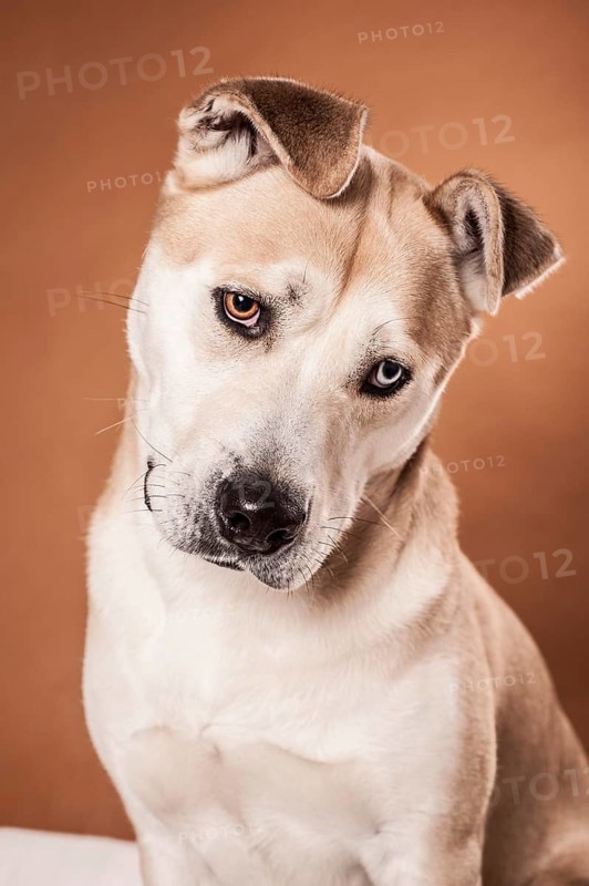 Akita Inu mixed-breed dog