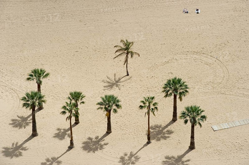 Palm trees on the beach