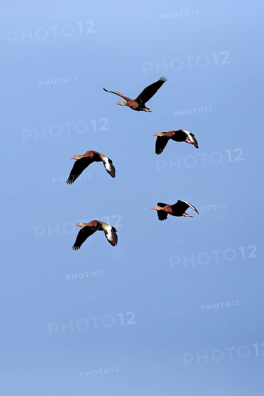 Black-bellied Whistling Duck (Dendrocygna autumnalis)