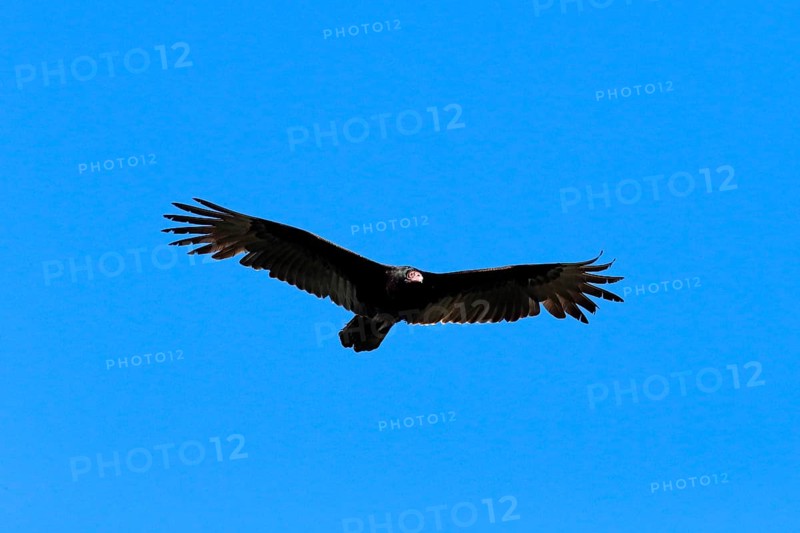 Turkey vulture (Cathartes aura)