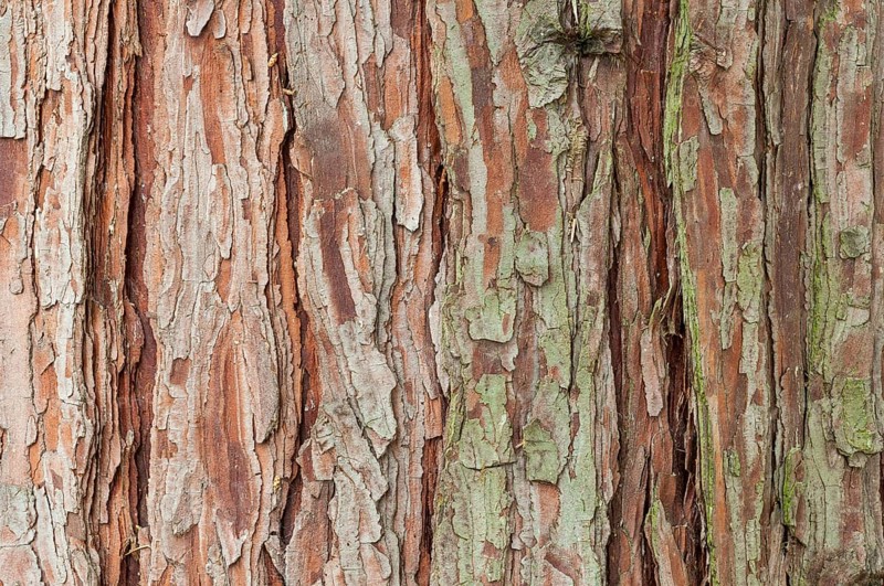 Bark of a California incense cedar (Calocedrus decurrens)