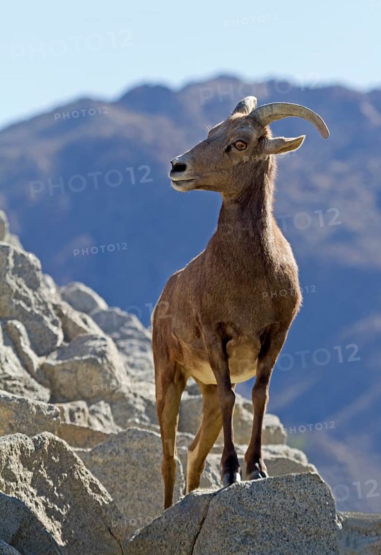 Bighorn Sheep (Ovis canadensis)