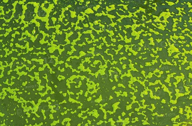 Green algae bubbles on the surface of a pond