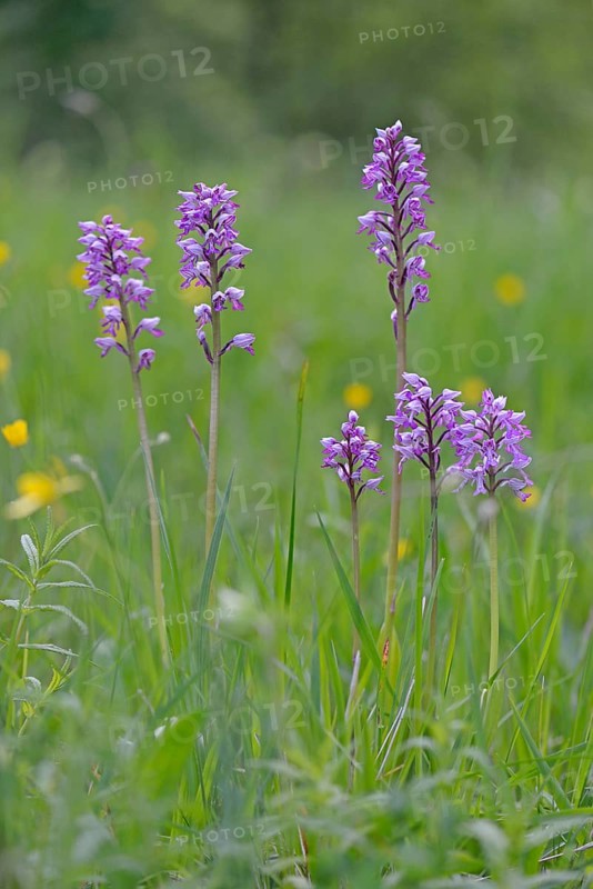 Military Orchid (Orchis militaris)