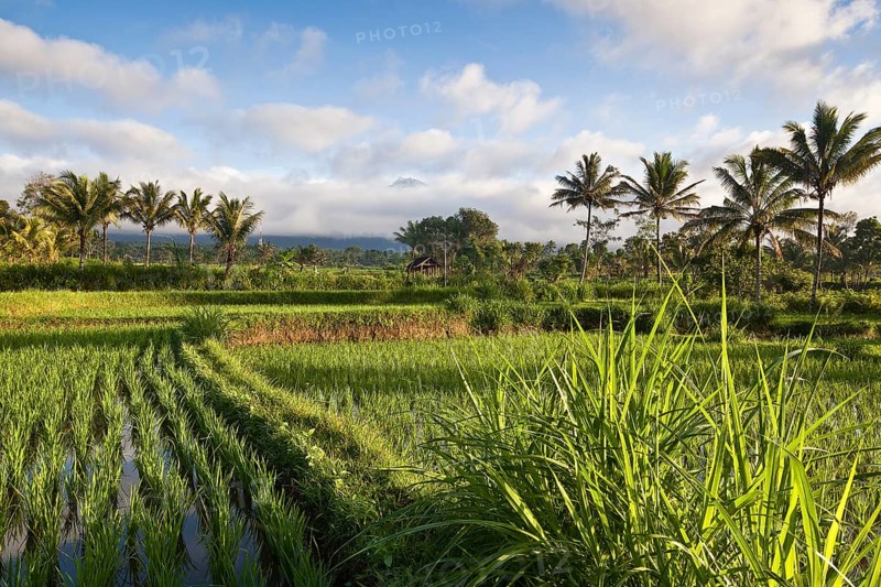 Rice paddy with palm trees
