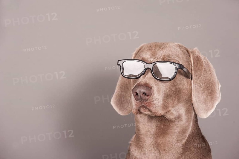Weimaraner dog with glasses