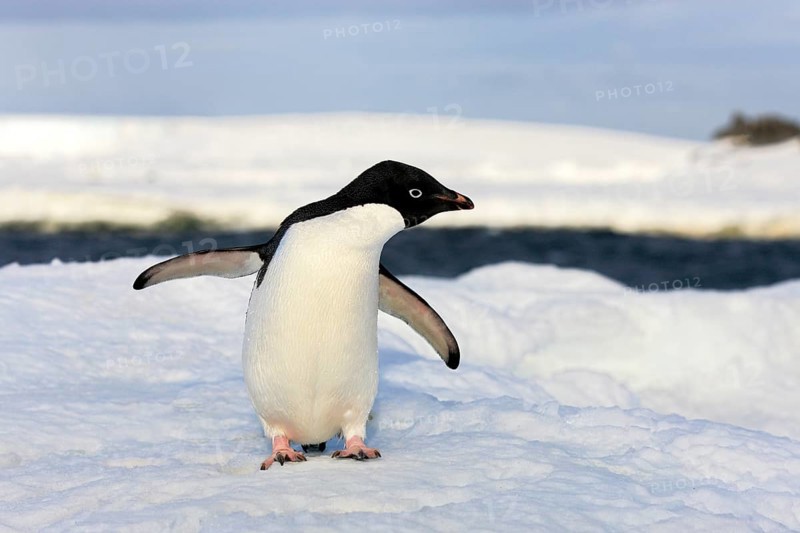 Adelie Penguin (Pygoscelis adeliae)