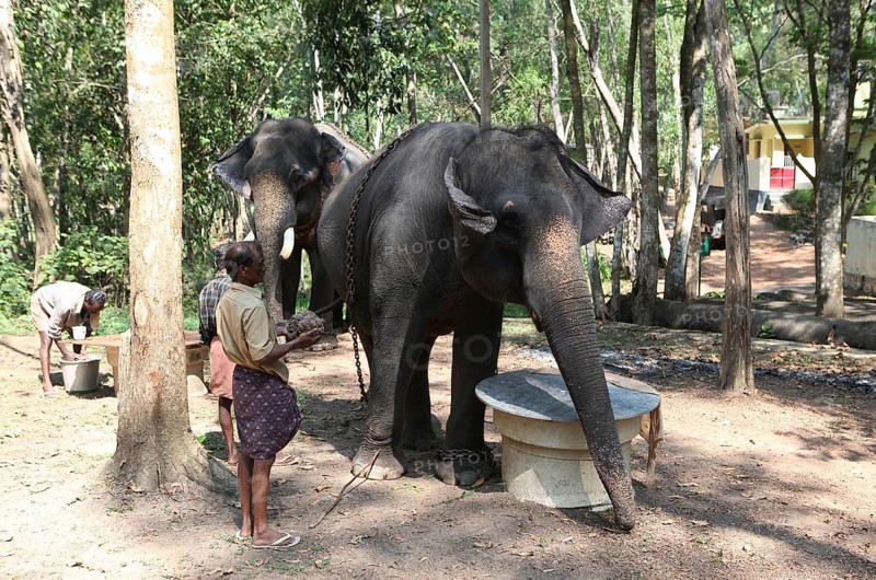 Mahouts feeding Asian Elephants (Elephas maximus)