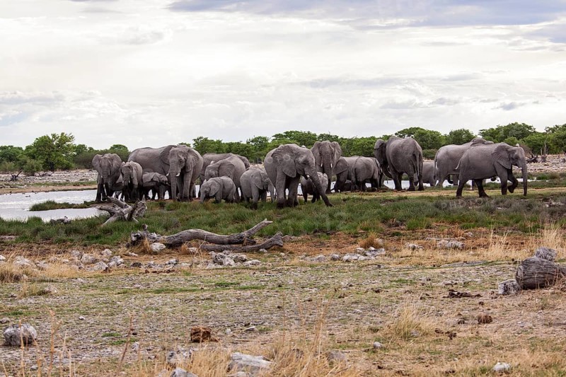 African elephants (Loxodonta africana)
