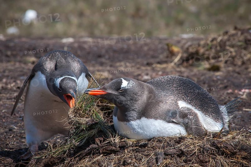 Gentoo penguins (Pygoscelis papua) breeding on the nest