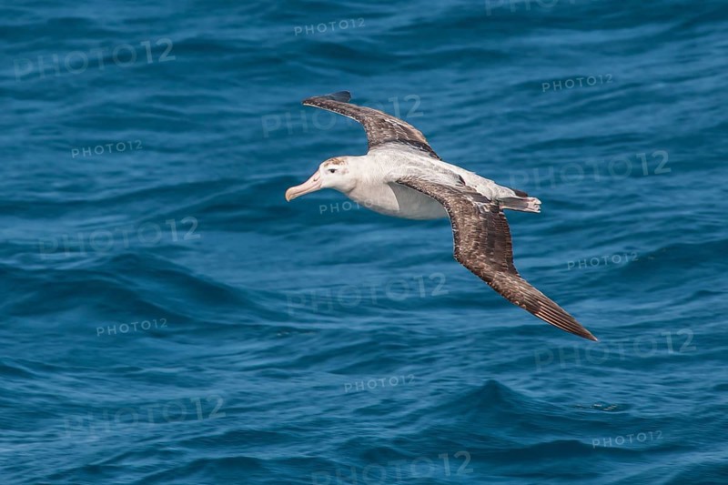 Wandering Albatross (Diomedea exulans)