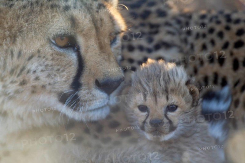 Cheetah (Acinonyx jubatus)
