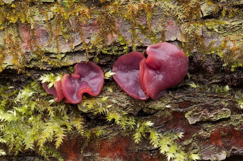 Purple Jellydisc (Ascocoryne sarcoides)