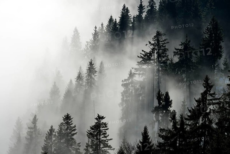 Coniferous forest in the fog
