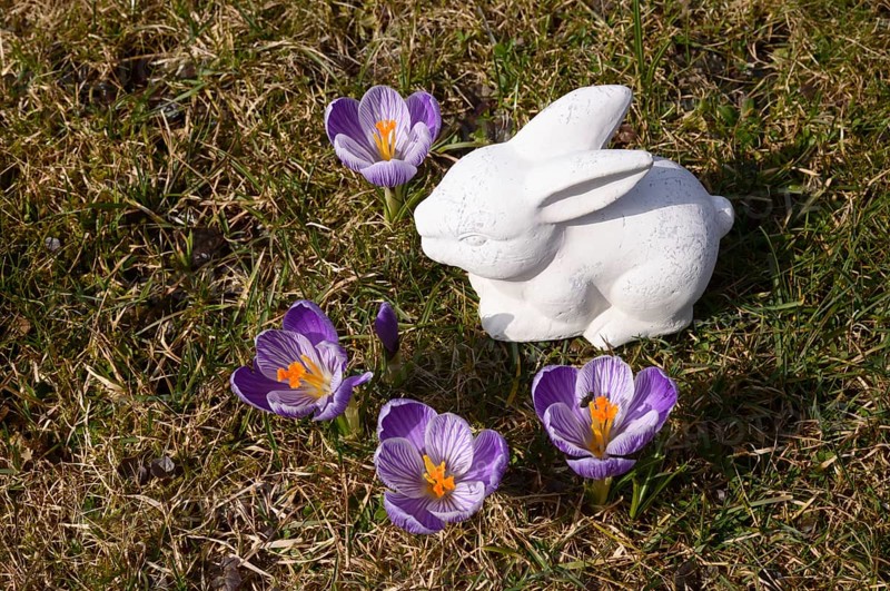 White ceramic Easter Bunny and crocuses