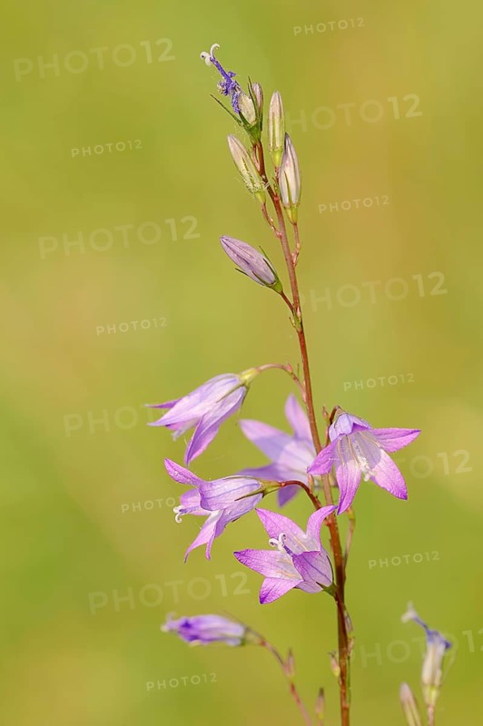 Rampion Bellflower (Campanula rapunculus)