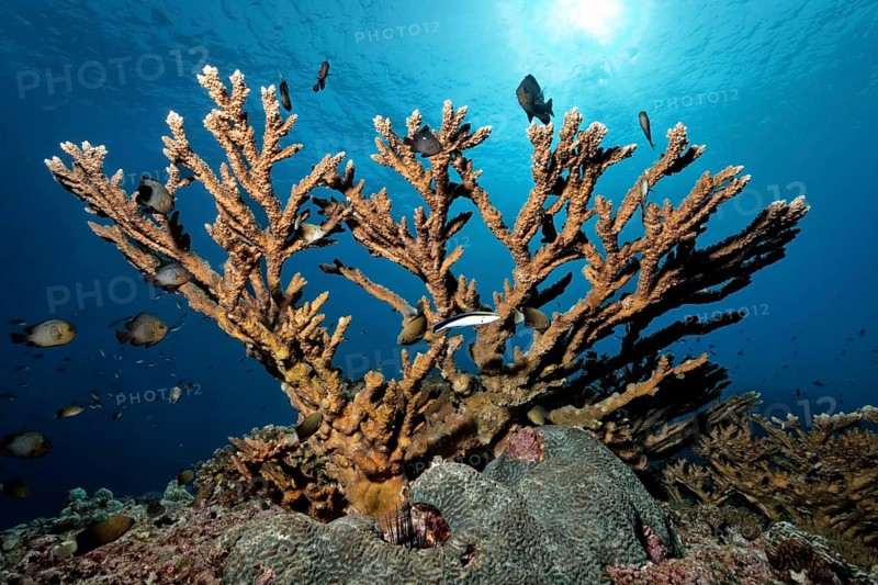 Stony Coral (Acropora sp.)