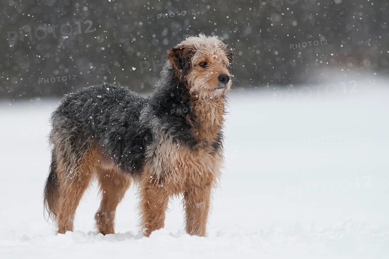 Bosnian Coarse-haired Hound