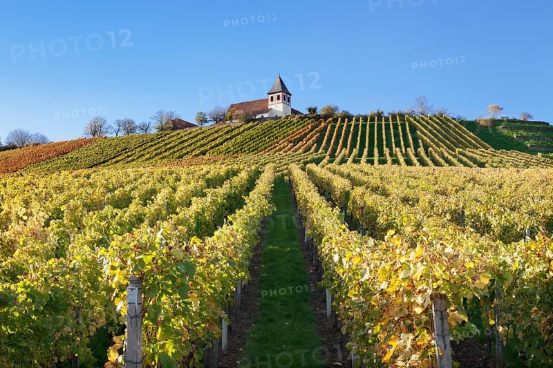 Vineyard in autumn with Michaelsberg hill and St Michael's Church
