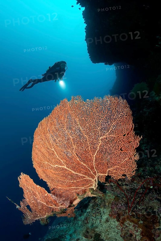 Annella Gorgonia