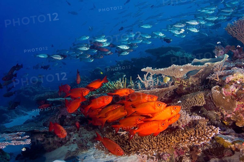 School of Lunar-tailed Bigeye or Moontail Bullseye (Priacanthus hamrur) in a coral reef