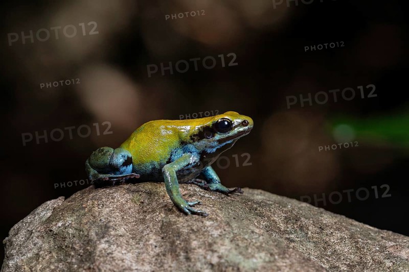 Green mantella (Mantella viridis)