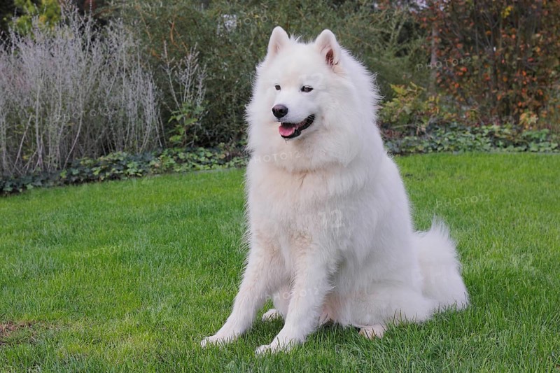 Samoyed dog sitting on grass