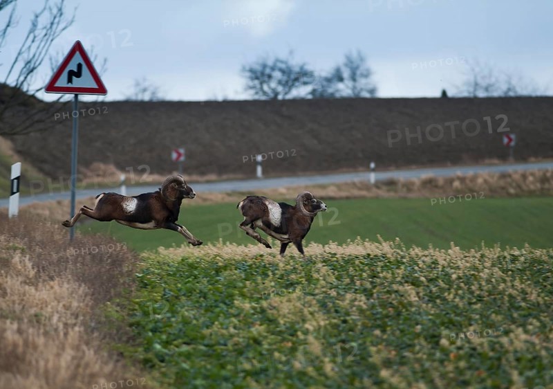 Wild mouflon (Ovis orientalis orientalis group) running over a road