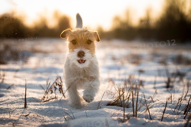 Young Jack Russell Terrier bitch walking over a snow-covered field in the morning light