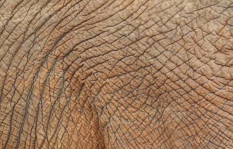 African Elephant (Loxodonta africana)