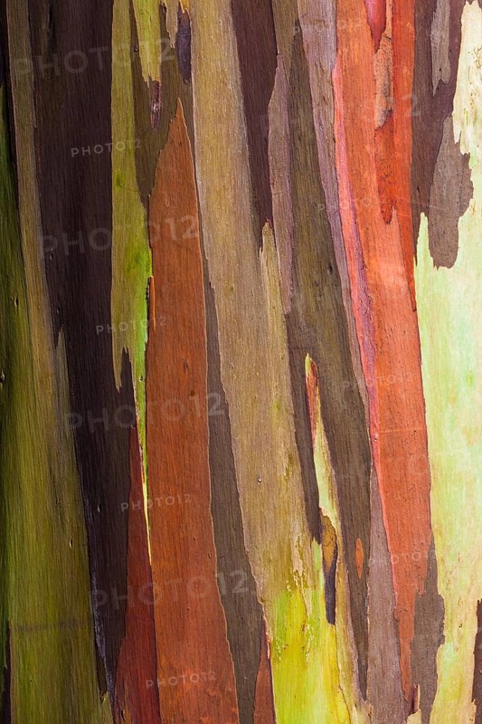 Coloured bark of a Eucalyptus Tree (Eucalyptus sp.)