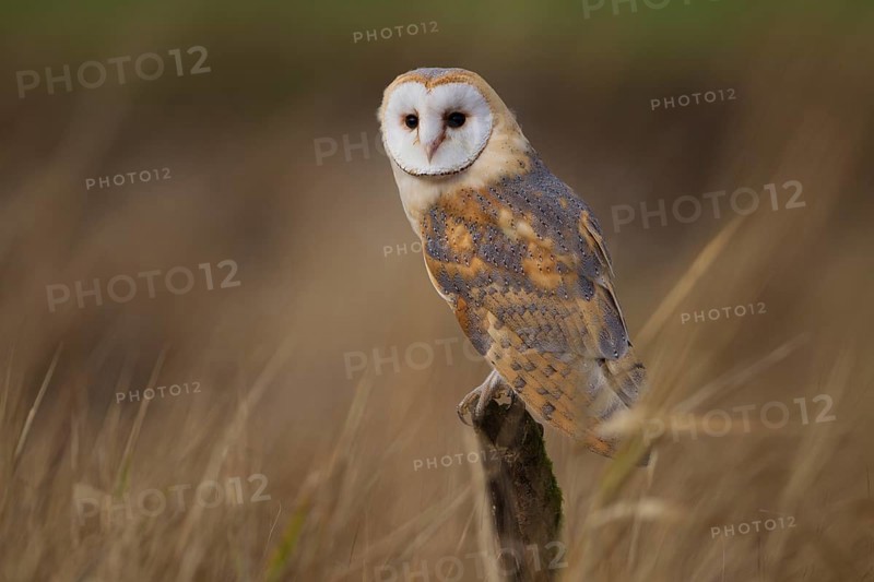 Barn Owl (Tyto alba)