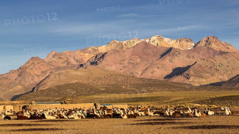 Llamas (Lama glama)
