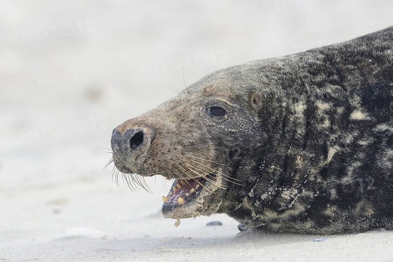 Grey Seal (Halichoerus grypus)