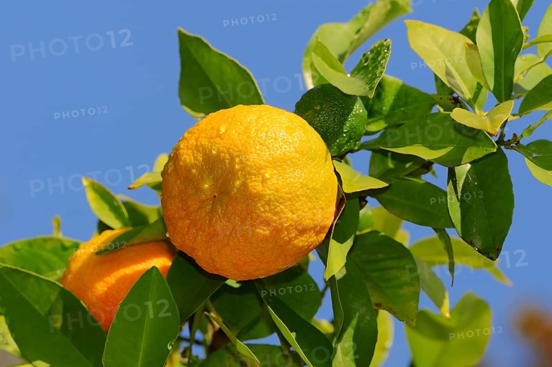 Ornamental Bitter Orange (Citrus aurantium ssp. Aurantium)