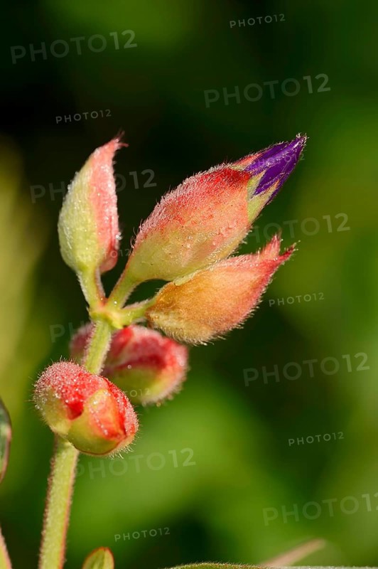 Princess Flower (Tibouchina urvilleana)