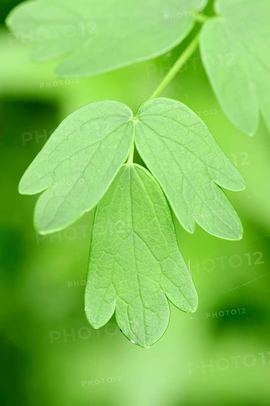 Yellow Meadow Rue (Thalictrum flavum)