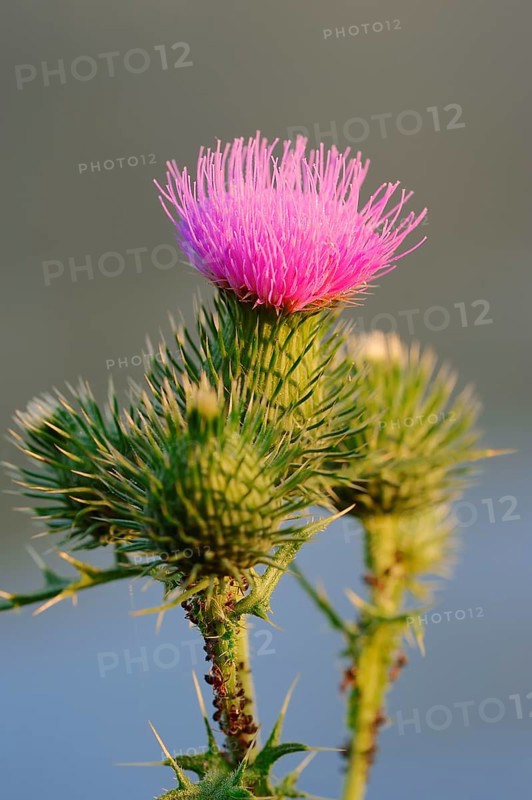 Spear Thistle (Cirsium vulgare)